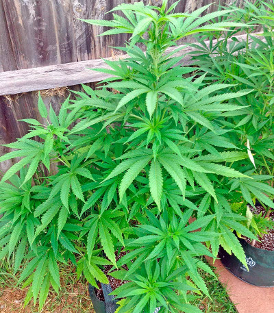 White Widow fem (Nirvana Seeds) семена конопли