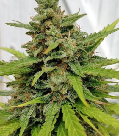 Auto White Widow x Big Bud fem (Female Seeds) семена конопли