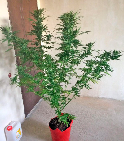 Wild Thailand fem (World of Seeds) семена конопли