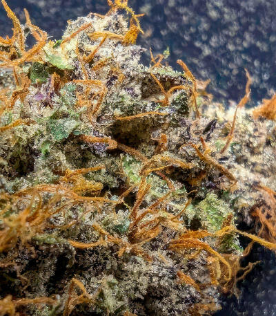Ghost Chem OG Autoflower fem (Seedkeepers) семена конопли