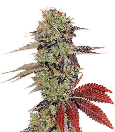 Купить семена каннабиса King’s Kush Auto шишки
