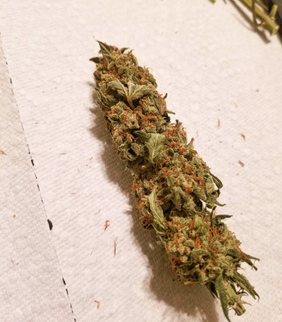 Auto American Pie fem (Pyramid Seeds) семена конопли