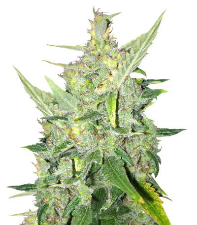 Auto White Widow x Big Bud fem (Female Seeds) семена конопли
