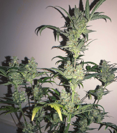 Auto American Pie fem (Pyramid Seeds) семена конопли