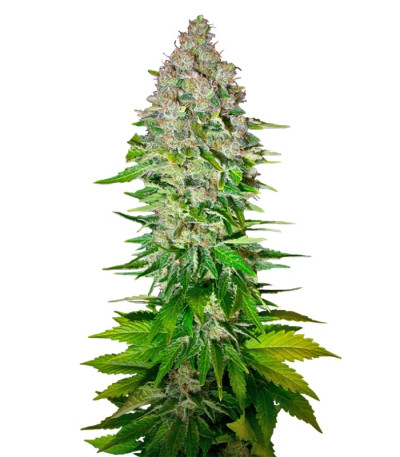 Jack 47 F1 Fast Version fem (Sweet Seeds) семена конопли