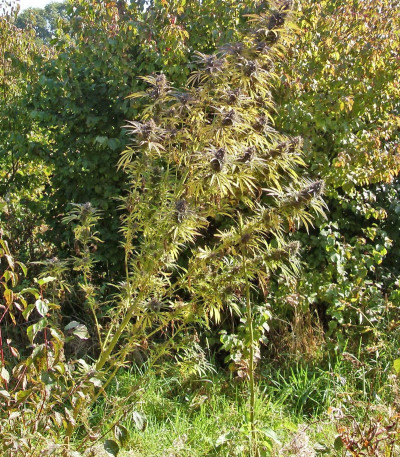 Purple Maroc fem (Female Seeds) семена конопли