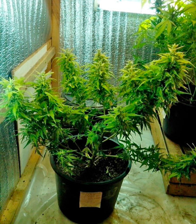 Speedy Gonzales Auto (Speedy Boom Auto) fem семена конопли