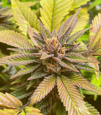 Still Bubba fem (AlphaFem Seeds) семена конопли