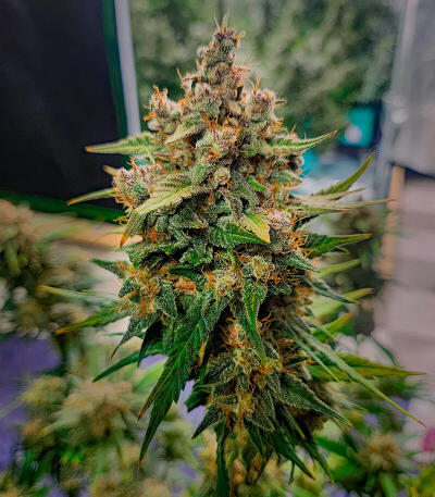 Frostbanger Auto F4 fem (FastBuds) семена конопли