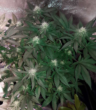 NHL Diesel fem (Victory Seeds) семена конопли