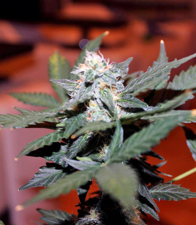 Vertigo Auto fem (Paradise Seeds) семена конопли