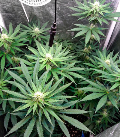 Gorilla Glue # 4 fem ( Cali Buds Seeds) семена конопли
