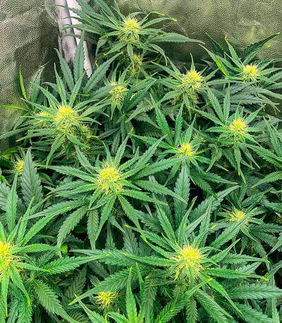 Critical XXL Auto fem (Herbies Seeds) семена конопли