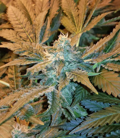 Incredible Bulk fem (Dr. Krippling Seeds) семена конопли