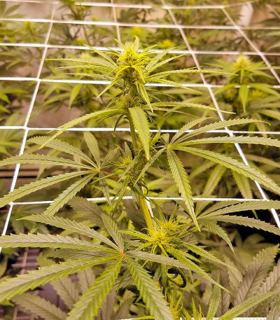 Kilimanjaro fem (World of Seeds) семена конопли