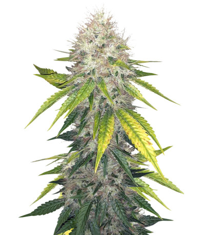 Indica Mix fem (Herbies Seeds) микс семян конопли