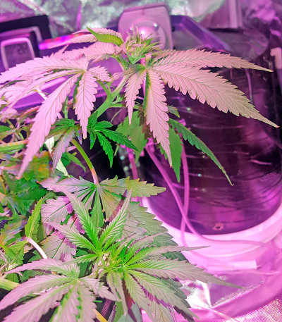 Afghan Kush X Black Domina fem (World of Seeds) семена конопли