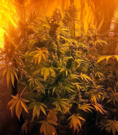 Colombian Gold fem (World of Seeds) семена конопли
