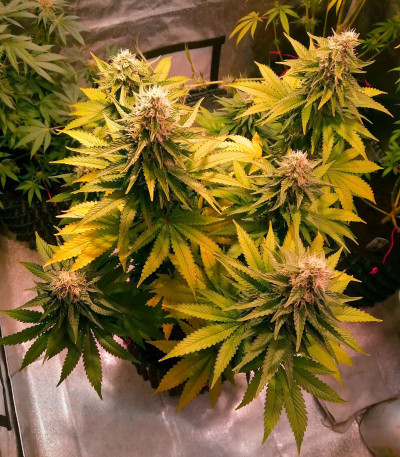 Cafe Racer (Blimburn Seeds) семена конопли