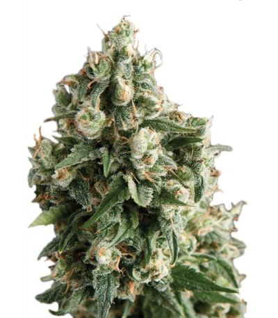 Lennon fem (Pyramid Seeds) семена конопли