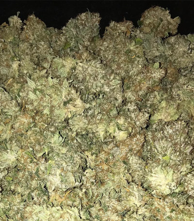Kali & the Chocolate Factory fem (KFC Seeds) семена конопли