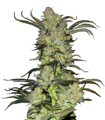 King’s Kush fem семена конопли