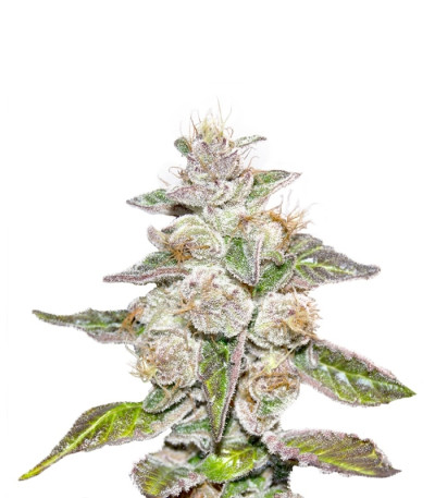 Mendocino Purple Kush fem семена конопли