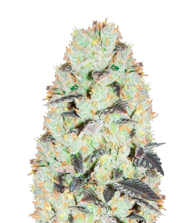 NHL Diesel fem (Victory Seeds) семена конопли