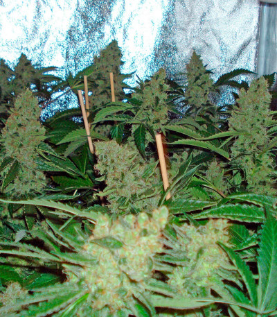 Northern Lights fem (Nirvana Seeds) семена конопли