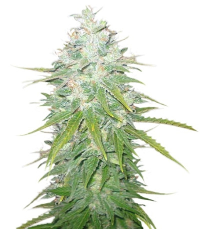 Afghan Kush X Black Domina fem (World of Seeds) семена конопли