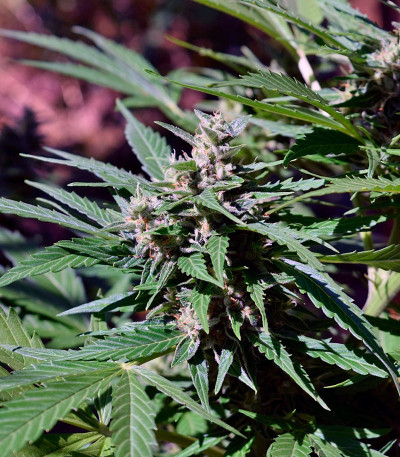 Pandora Auto fem (Paradise Seeds) семена конопли