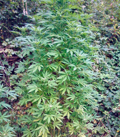 Trainwreck fem (Humboldt Seeds) семена конопли
