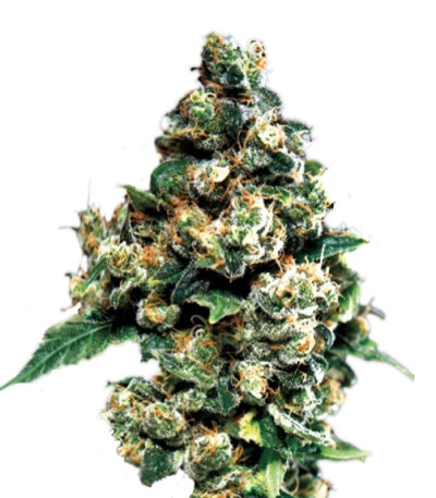 Jack Herer fem сорт конопли