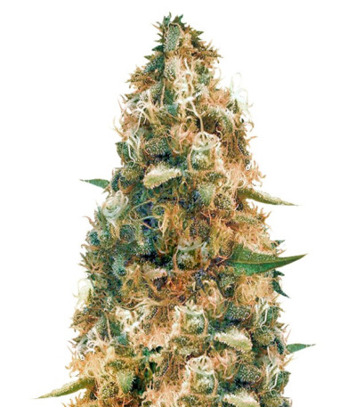 Cheesy Mist Tree fem (KFC Seeds) семена конопли