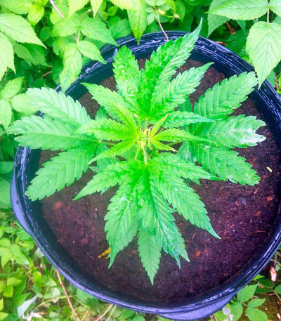 Colombian Gold fem (World of Seeds) семена конопли