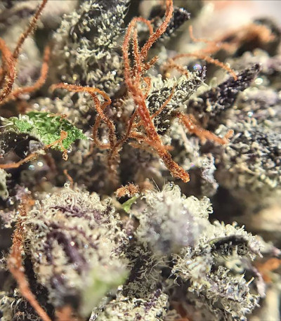 Delhi Friend fem (Dr. Krippling Seeds) семена конопли