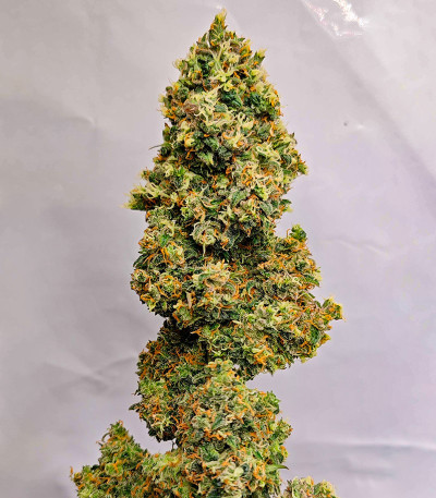 Sour Jealousy Auto fem (FastBuds) семена конопли