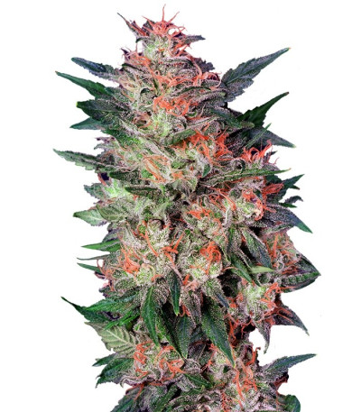 White Widow fem (Dutch Passion) семена конопли