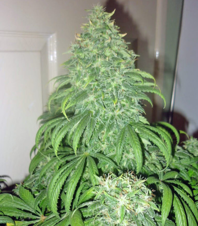 Сорт марихуаны Super Bud