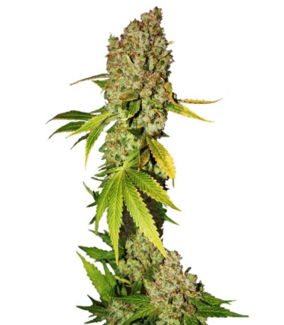 Mohan Ram fem (Sweet Seeds) семена конопли