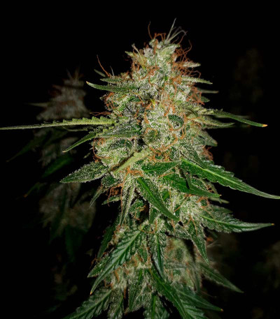 Buddha Syrup auto fem семена конопли