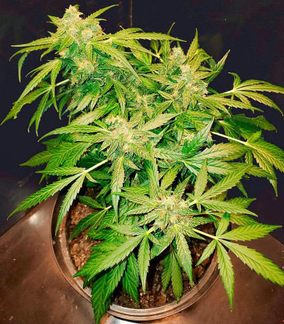 Critical XXL Auto fem (Herbies Seeds) семена конопли