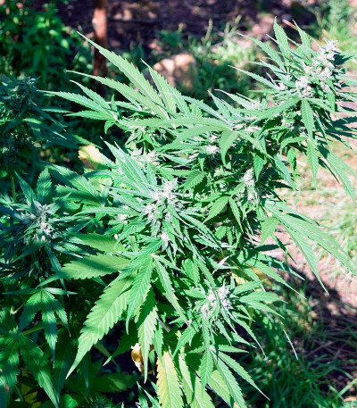 Pandora Auto fem (Paradise Seeds) семена конопли