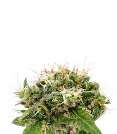 Original Strawberry Cough fem (Dinafem Seeds) семена конопли