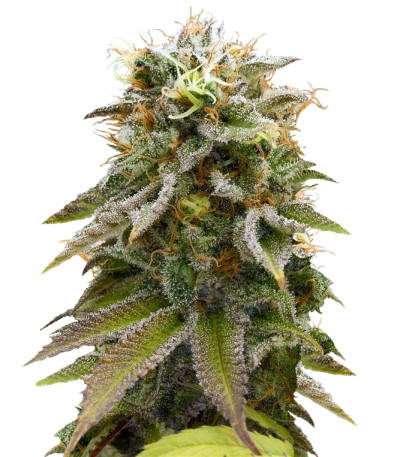 Lemon Thai Kush reg семена конопли