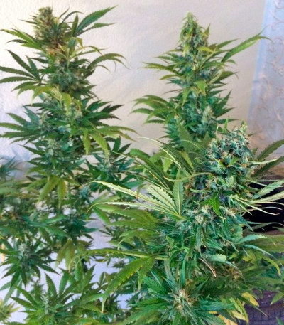 Wild Thailand fem (World of Seeds) семена конопли