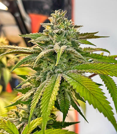 La Calma Autoflower fem (Easy Grow Seeds) семена конопли