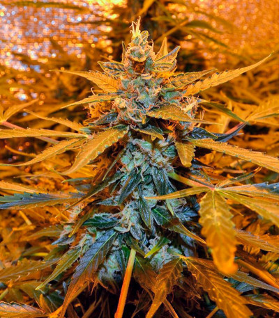 Auto American Pie fem (Pyramid Seeds) семена конопли
