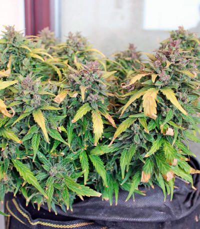 Auto New York City fem (Pyramid Seeds) семена конопли