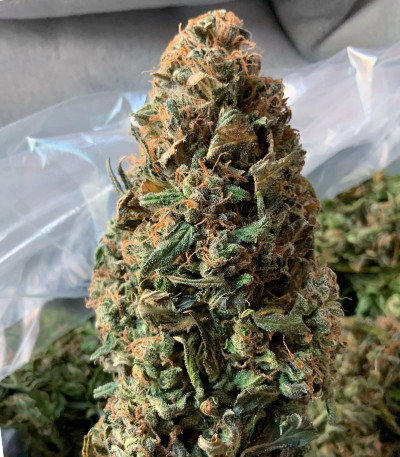 Bruce Banner Auto (Monster Genetics) семена конопли